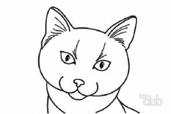 Мордочка кота без усов