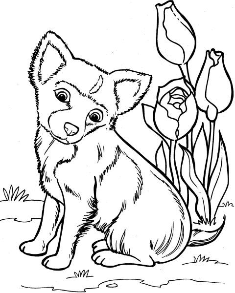 Раскраски собак породистых