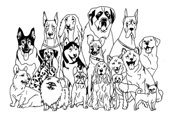 Раскраска собака такса