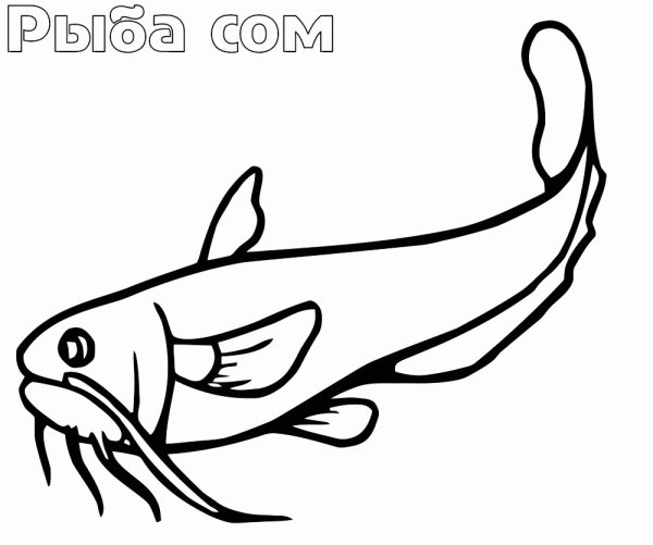 Рыба сом раскраска для детей