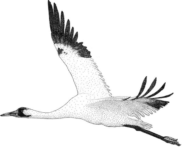 Журавль рисунок
