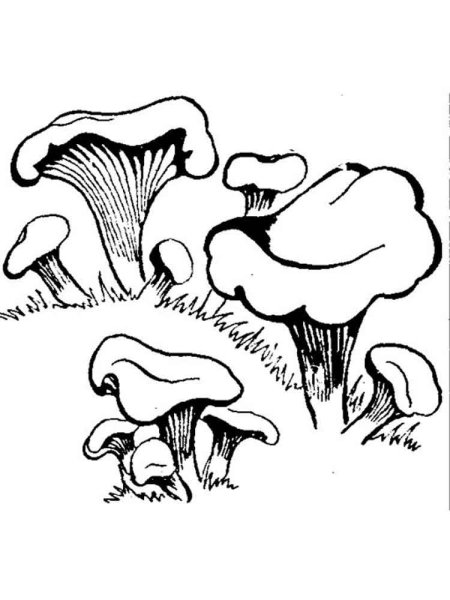 Грибы (лисички, сморчки, вешенка);