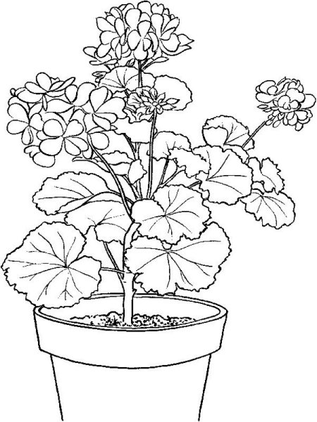 Герань бегония фиалка