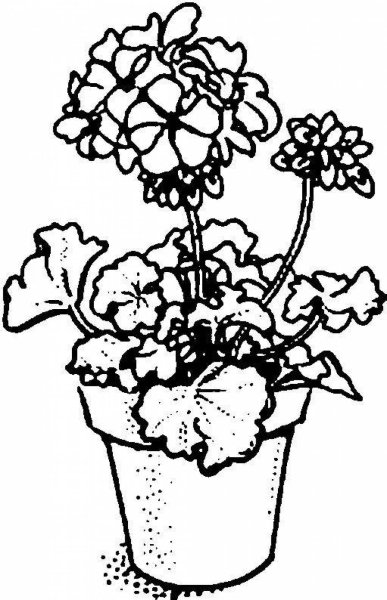 Колеус, бегония крапчатая