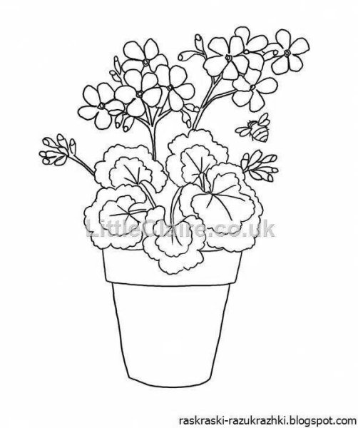 Фиалка узамбарская рисунок