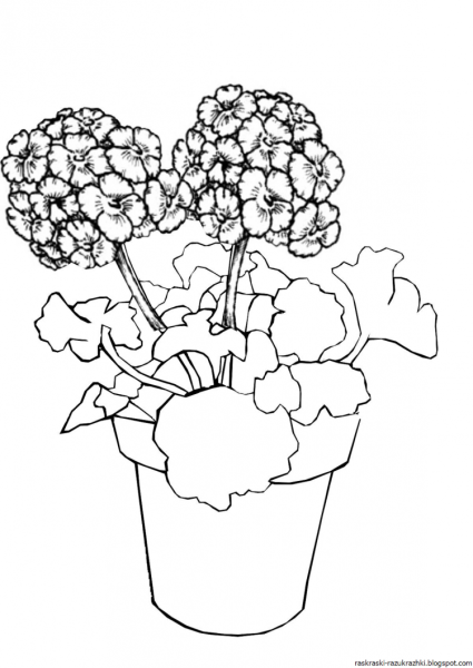 Каланхоэ герань