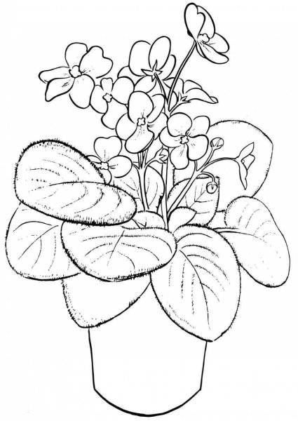 Комнатные цветы бальзамин раскраска