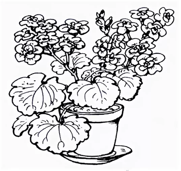 Комнатные растения задания для детей