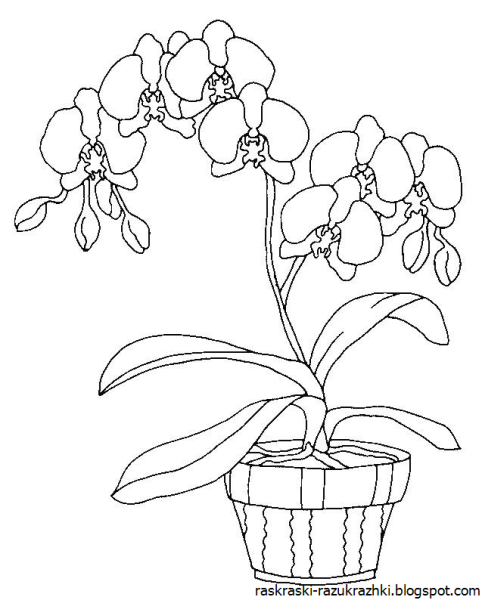 Комнатные растения раскраска