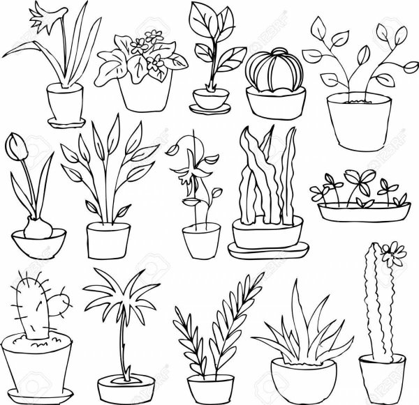 Комнатные растения раскраска