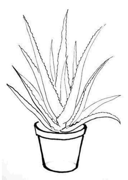 Раскраска комнатные растения для детей