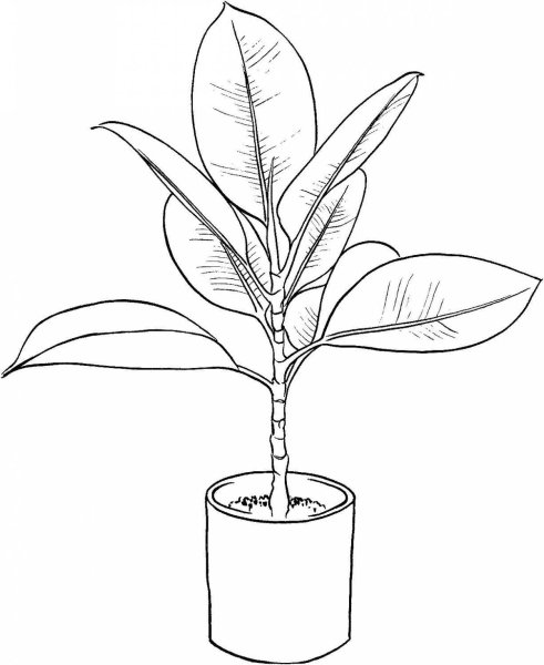 Комнатные цветы раскраски для детей