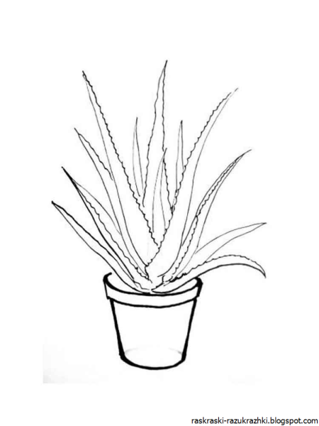 Фиалка раскраска для детей