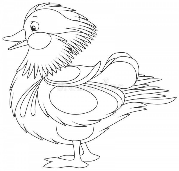 Мандаринка птица раскраска