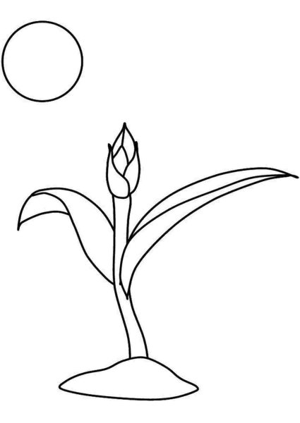Бутон цветка раскраска