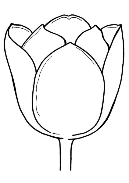 Тюльпан раскраска для детей