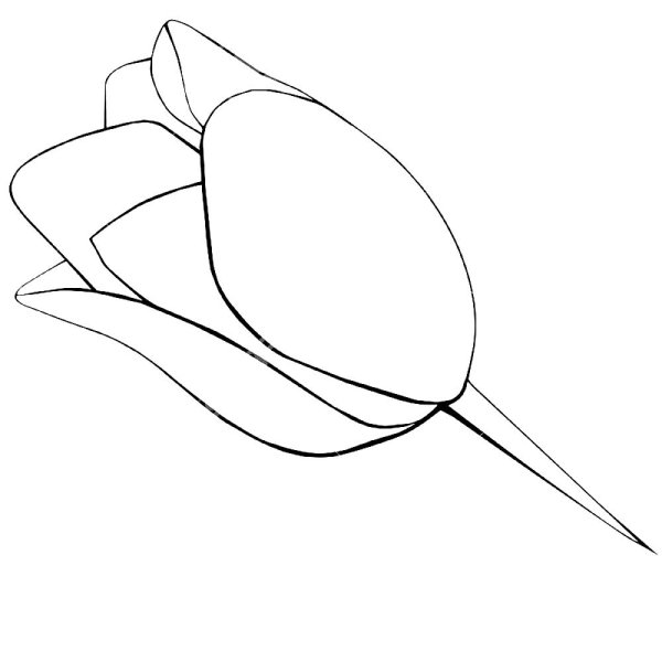 Бутон тюльпана трафарет