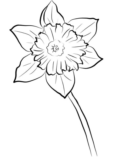 Нарцисс цветок