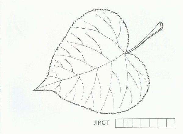 Лист липы раскраска