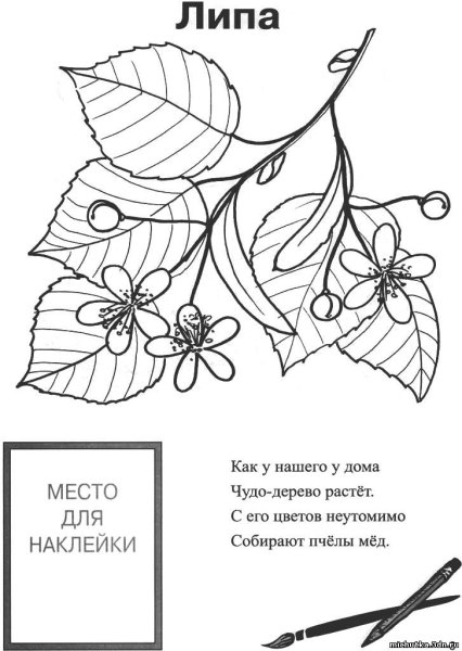 Липа рисунок