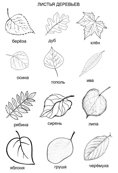 Листья клена, дуба, березы, липы