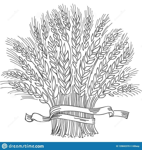Колосок пшеницы раскраска