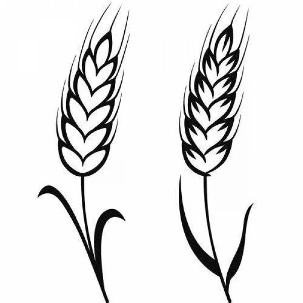 Колосок пшеницы