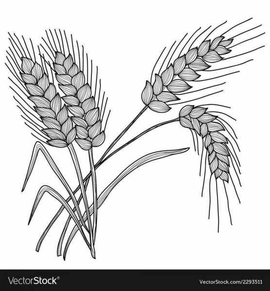 Колосок пшеницы раскраска