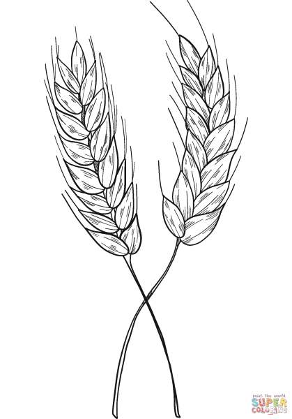 Пшеница раскраска