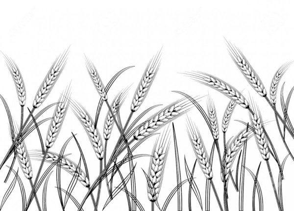 Колос в графике