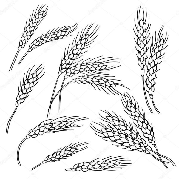 Пшеница рисунок
