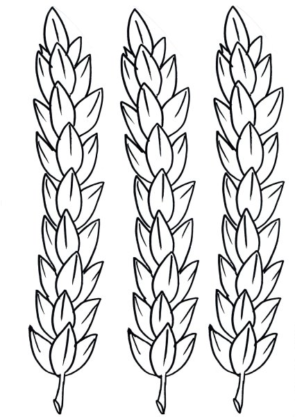 Пшеница раскраска