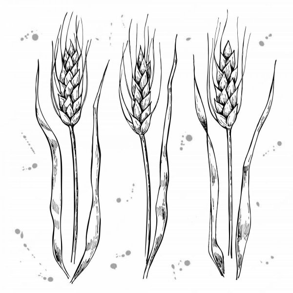 Раскраска колосок пшеницы для детей