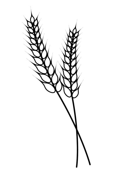 Колосья пшеницы