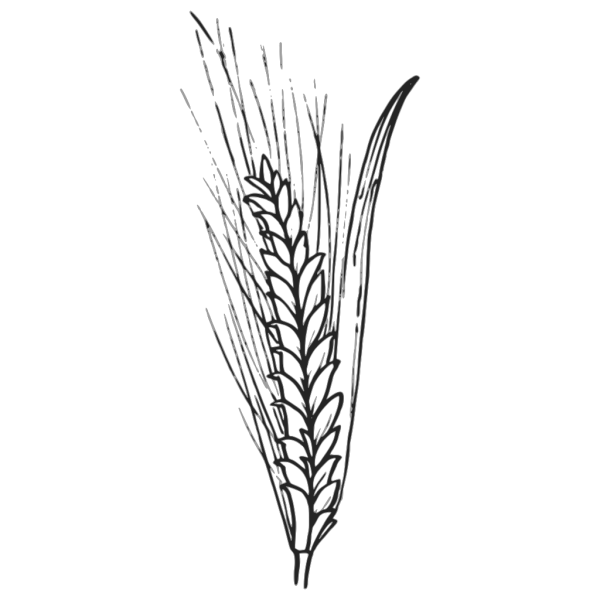 Колосья пшеницы