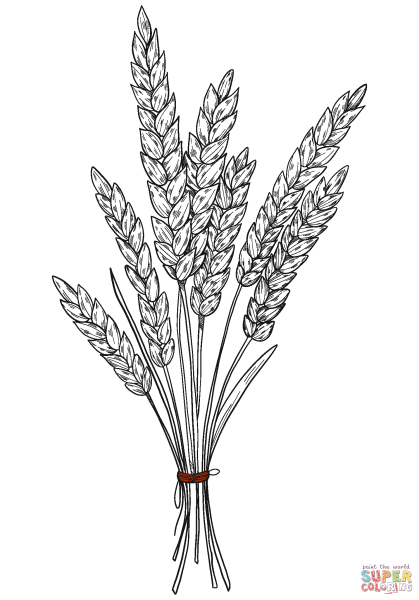 Картинки раскраски колосья пшеницы (52 фото)