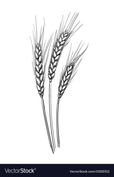 Пшеница рисунок карандашом