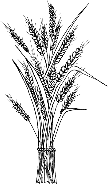 Колосья пшеницы