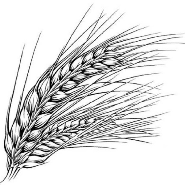 Пшеница гравюра Колос
