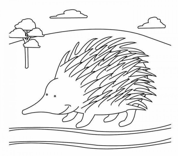 Австралия раскраска для детей