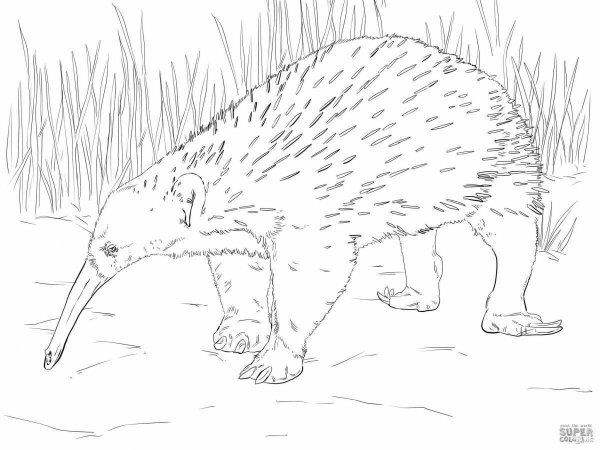 Австралия животных для детей раскраска