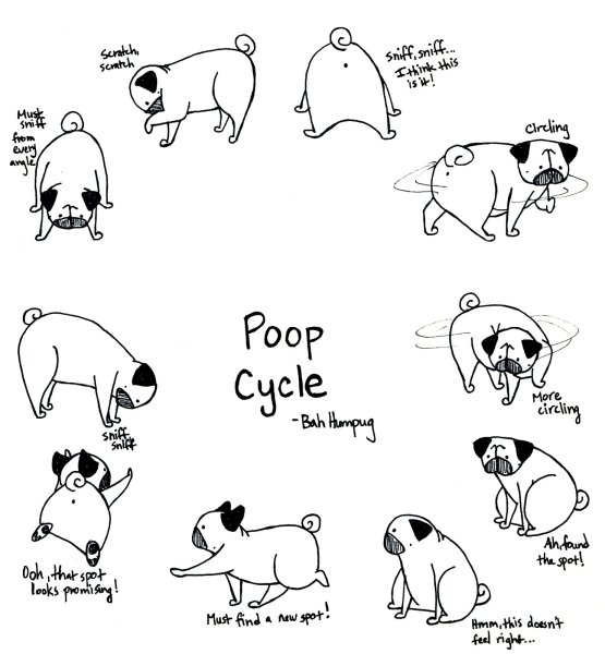 Раскраска маленький Мопс