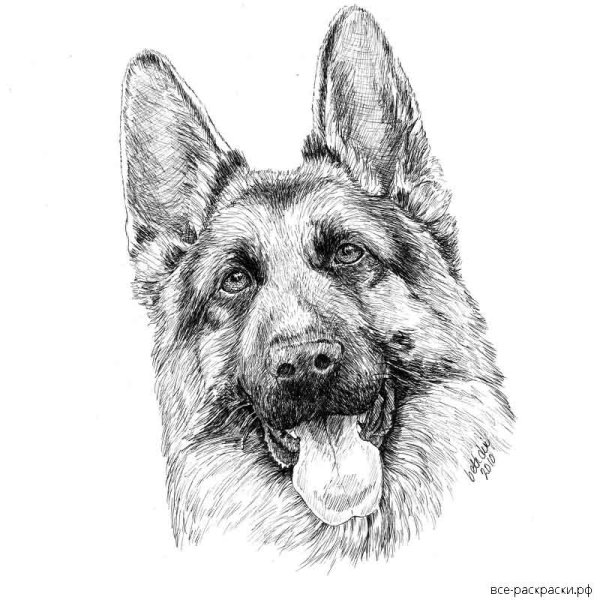 ВЕО овчарка