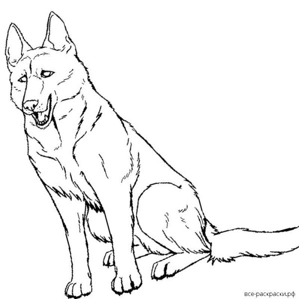 Собака немецкая овчарка разукрашка