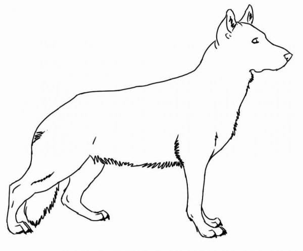 Раскраска собака овчарка
