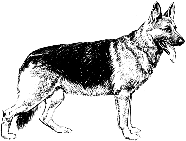 Овчарка рисунок