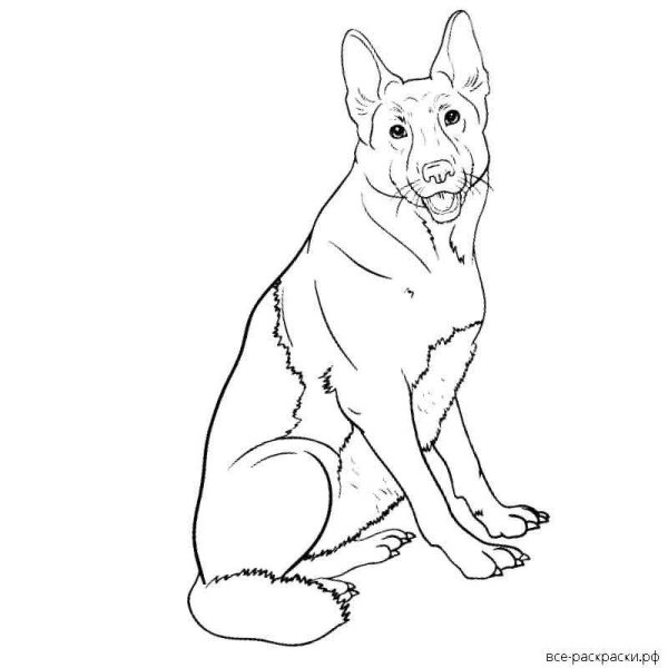 Овчарка раскраска