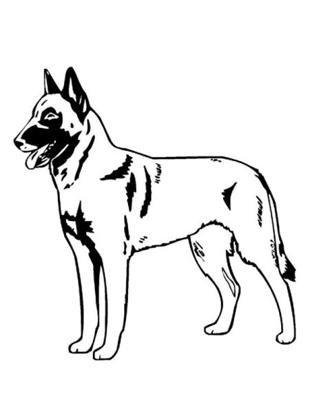 Раскраски Бельгийская овчарка малинуа