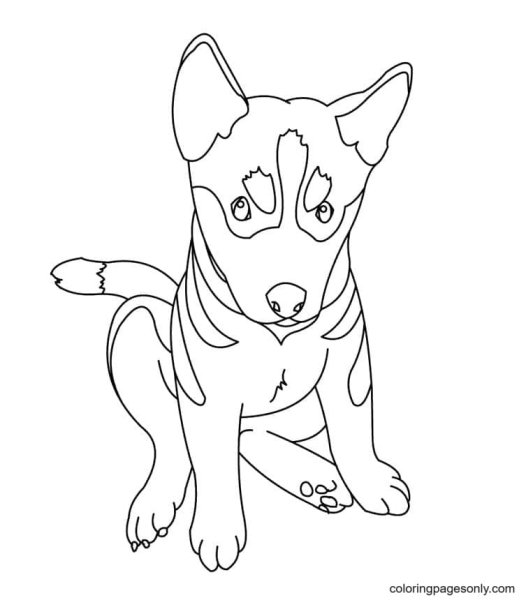 Раскраска собака овчарка