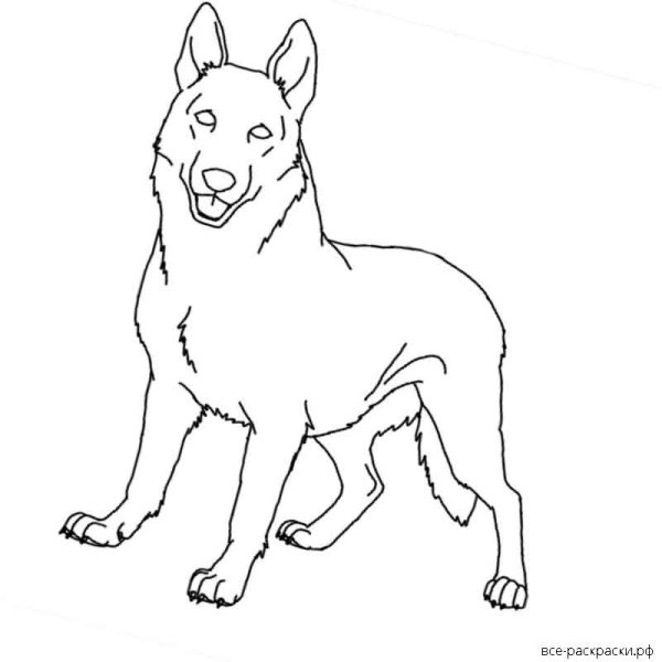 Овчарка раскраска